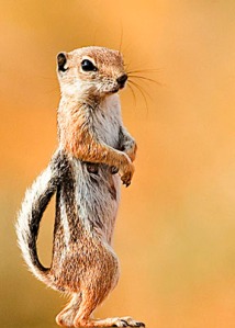 White_Tailed_Squirrel