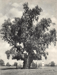 Balatonakarattya Rákóczi fa