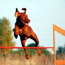 agility-jump