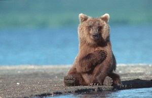 bear-medve-4447799304_cc02df78a6_o