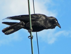 Corvus_Sidney_wire