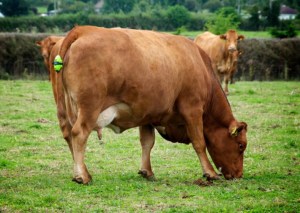 vodafone-m2m-cow-ul-67l3kxmh7quvik3tilxkes5ye2br8b0lnubnjj88